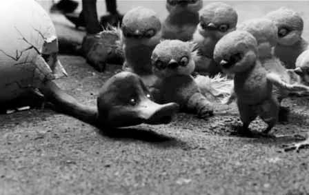 Le Vilain Petit Canard Le Vilain Petit Canard
