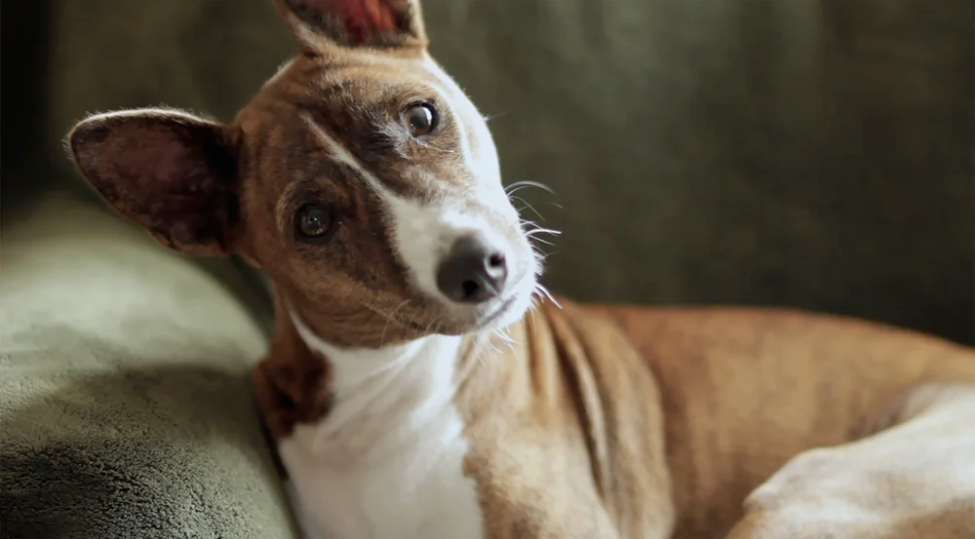 See a Dog, Hear a Dog See a Dog, Hear a Dog